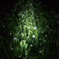 florets of the nights garden.jpg