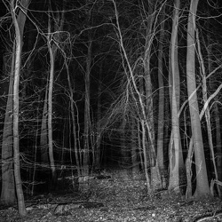 darkness of woods