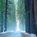 Yosemite 2010-3.jpg