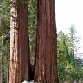 Sequoia 2010-1.jpg