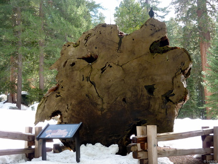 Sequoia 2010-2